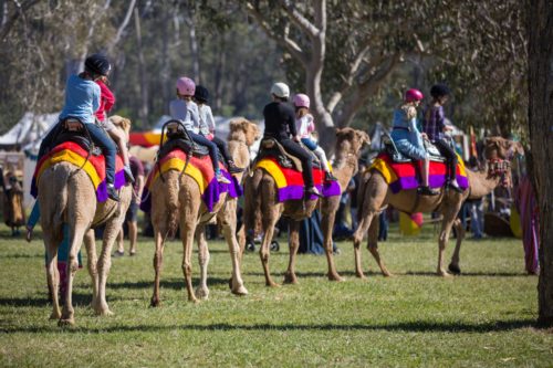 Abbey Medeival Festival Camel Rides
