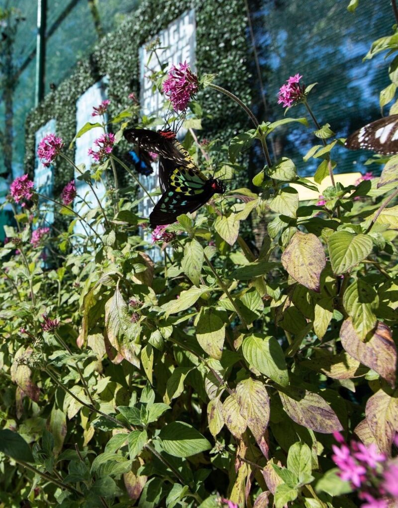 Bribie Butterfly House pathways Things to do Brisbane Families Queensland Moreton Bay Region