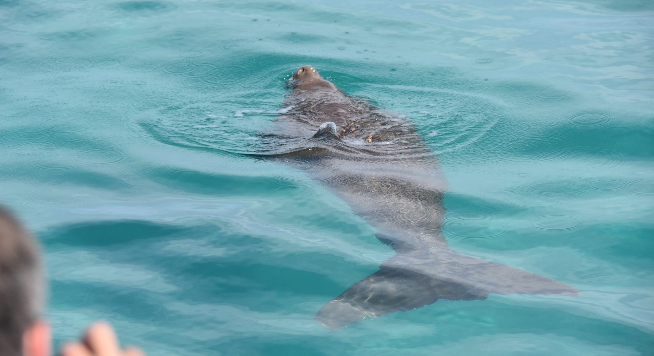 Dolphin Wild Island Cruises Dugongs Visit Moreton Bay Region