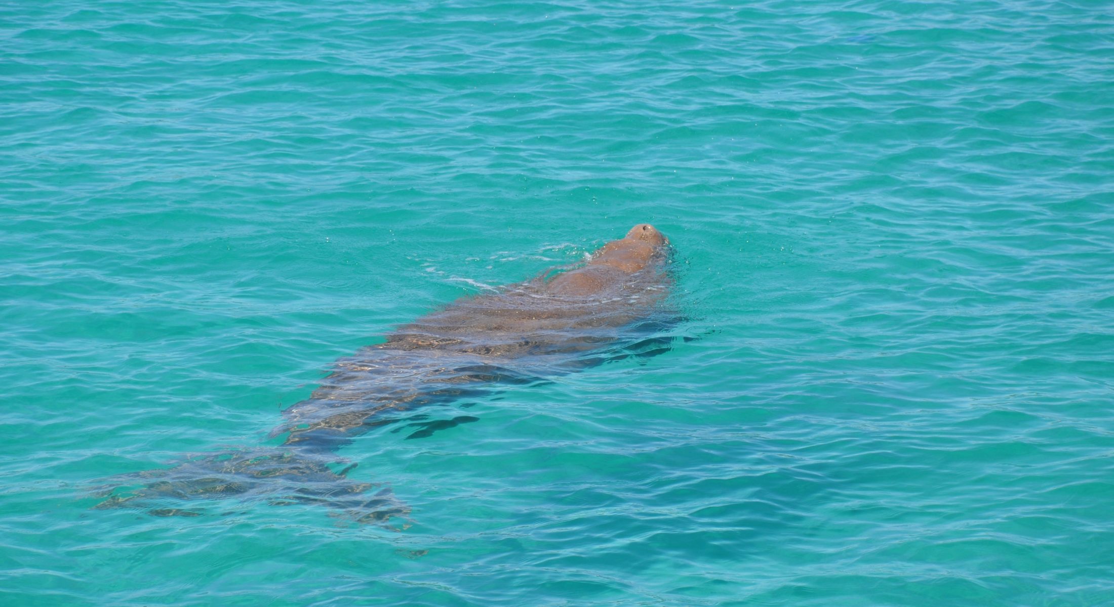 Dolphin Wild Tour Operator Redcliffe Visit Moreton Bay Region Dugong
