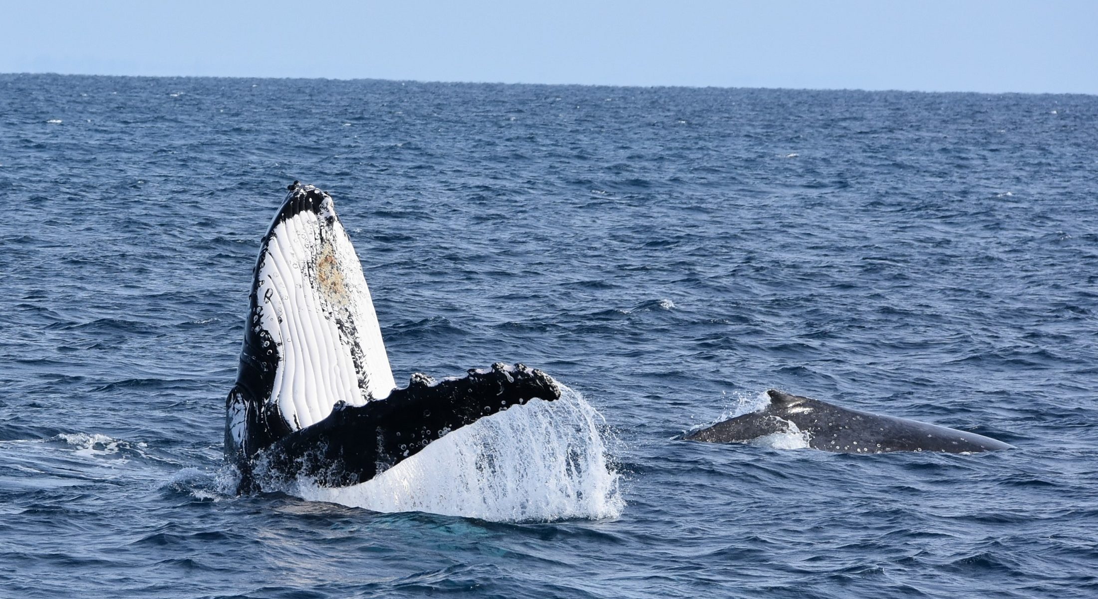 Dolphin Wild Island Cruise Whale Watching Tail Visit Moreton Bay Region