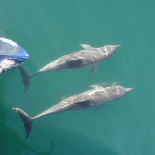 Dolphin Wild Tour Operator Redcliffe Moreton Bay Region Dolphins Sight See