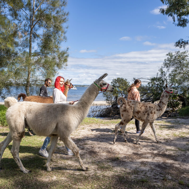 Ottaba Llama Walks Brisbane Moreton Bay Region unique experience