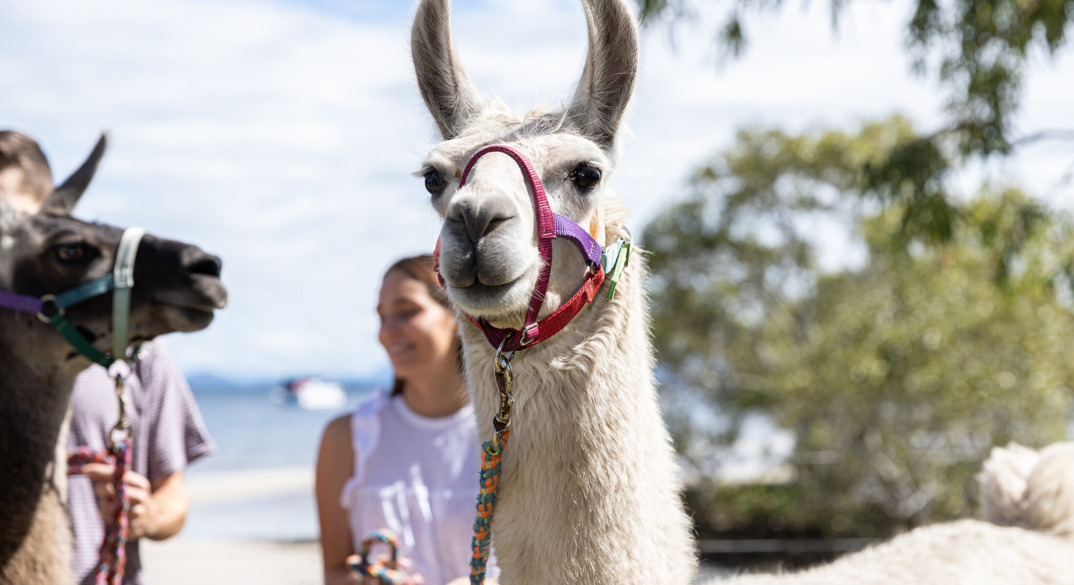 Ottaba Llama Walks Brisbane Moreton Bay Region experience