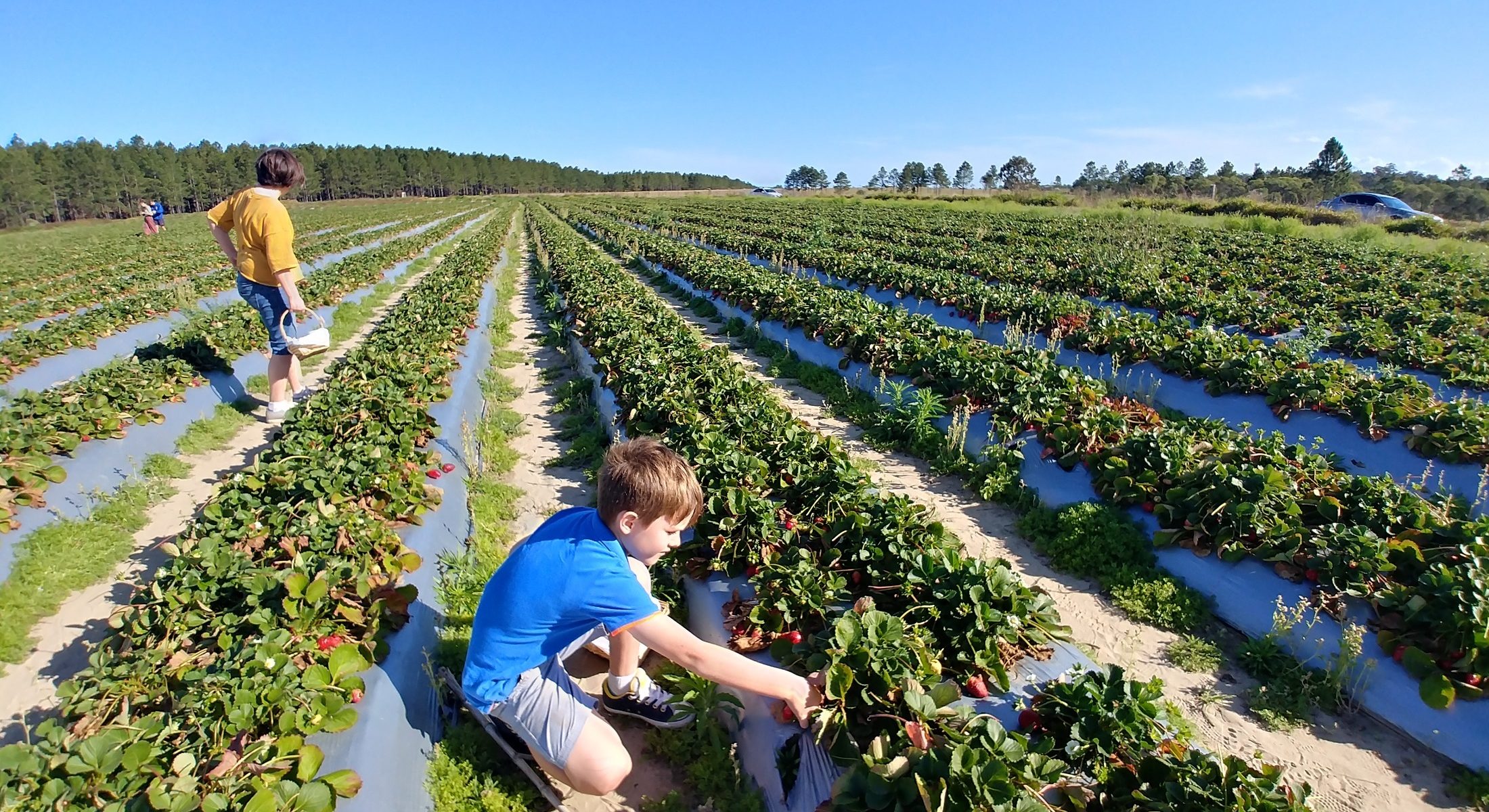 Rolin Strawberry Farm boy picking Moreton Bay Region