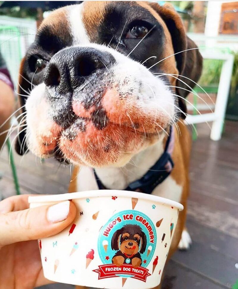 Belvedre Woody Point Dog Friendly Ice cream treats Moreton Bay Region Near Brisbane Queensland