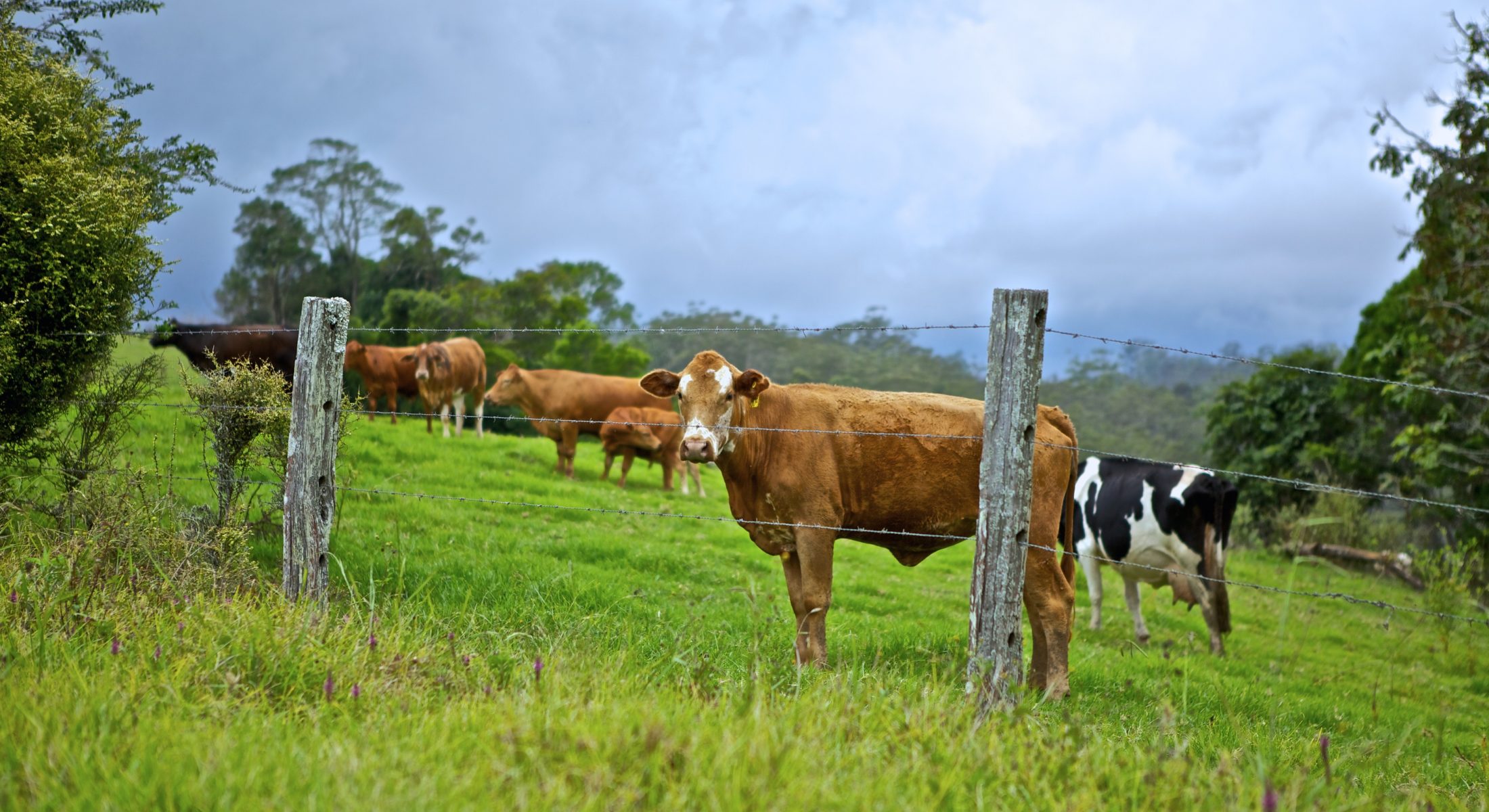 Cow Paddock Moreton Bay Region