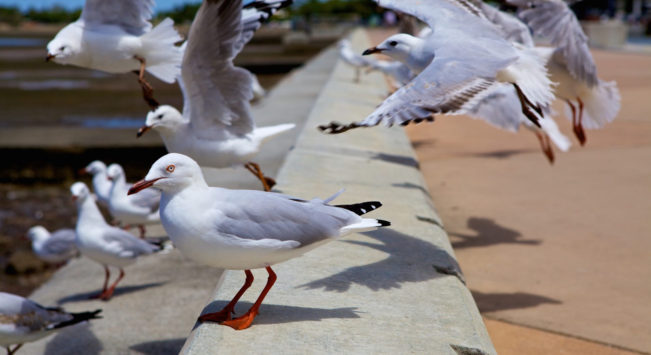 Seagulls Moreton Bay Region