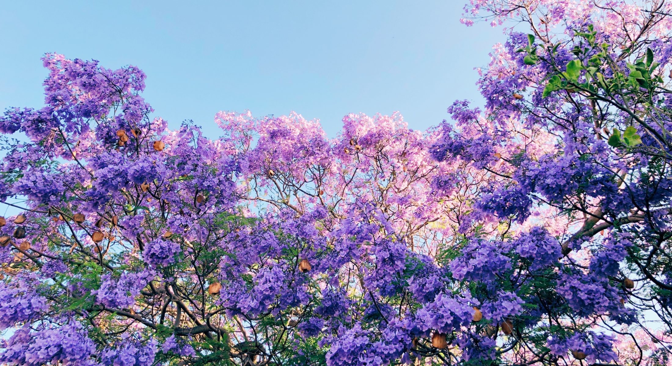 Blooming jacaranda tree spring flowers purple Moreton Bay Region things to do Around brisbane