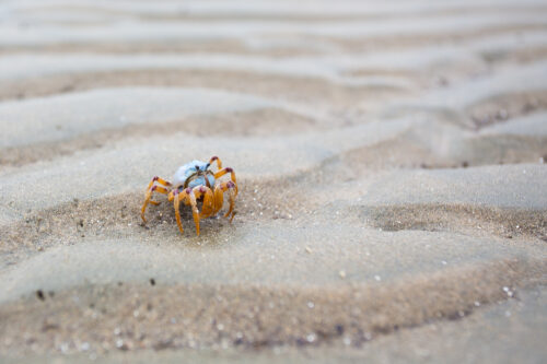Beachmere Crab Sand