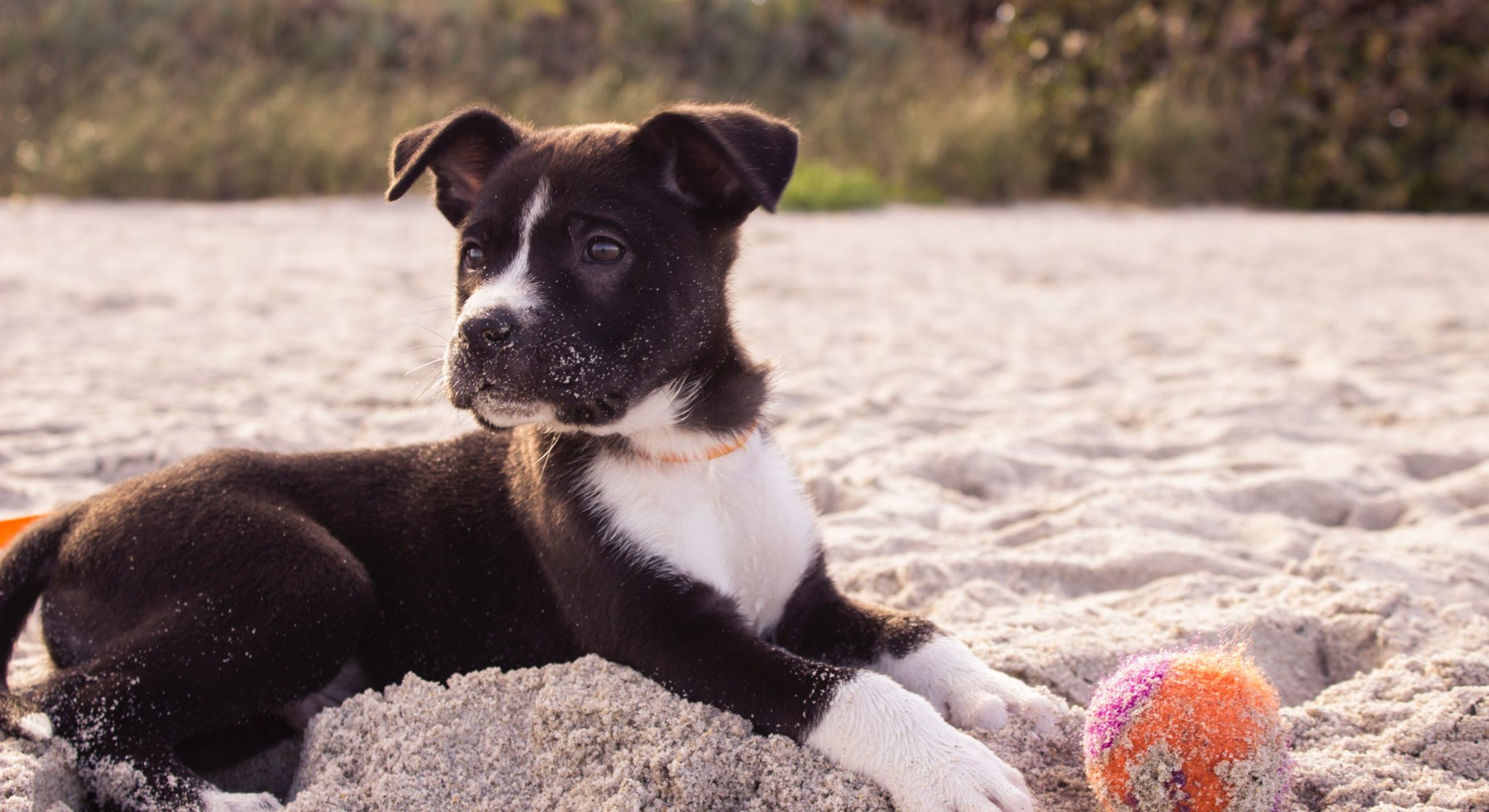 Dog Beaches Moreton Bay Region Puppy Ball