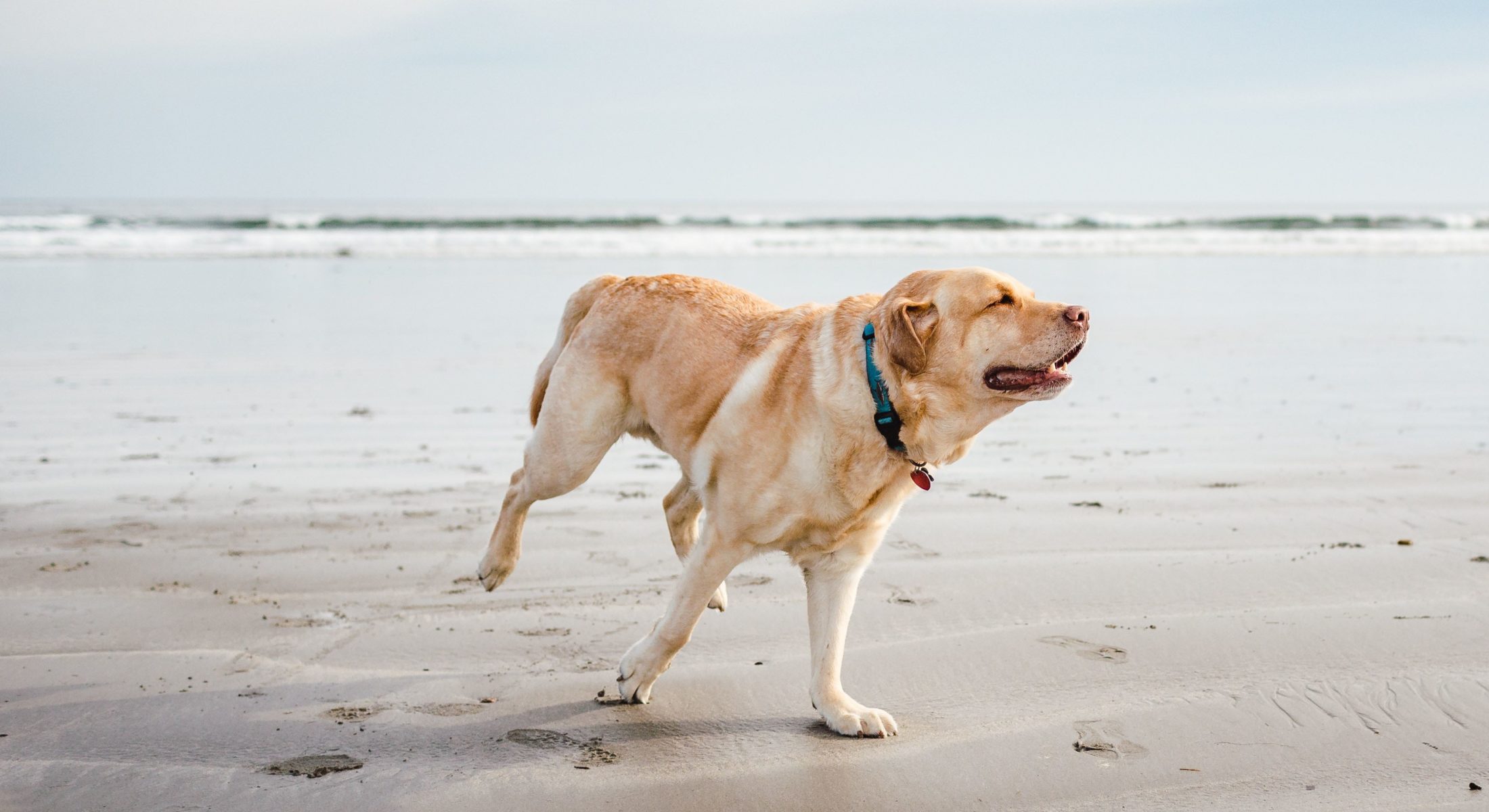 Dog Beaches Moreton Bay Region Running Lowtide