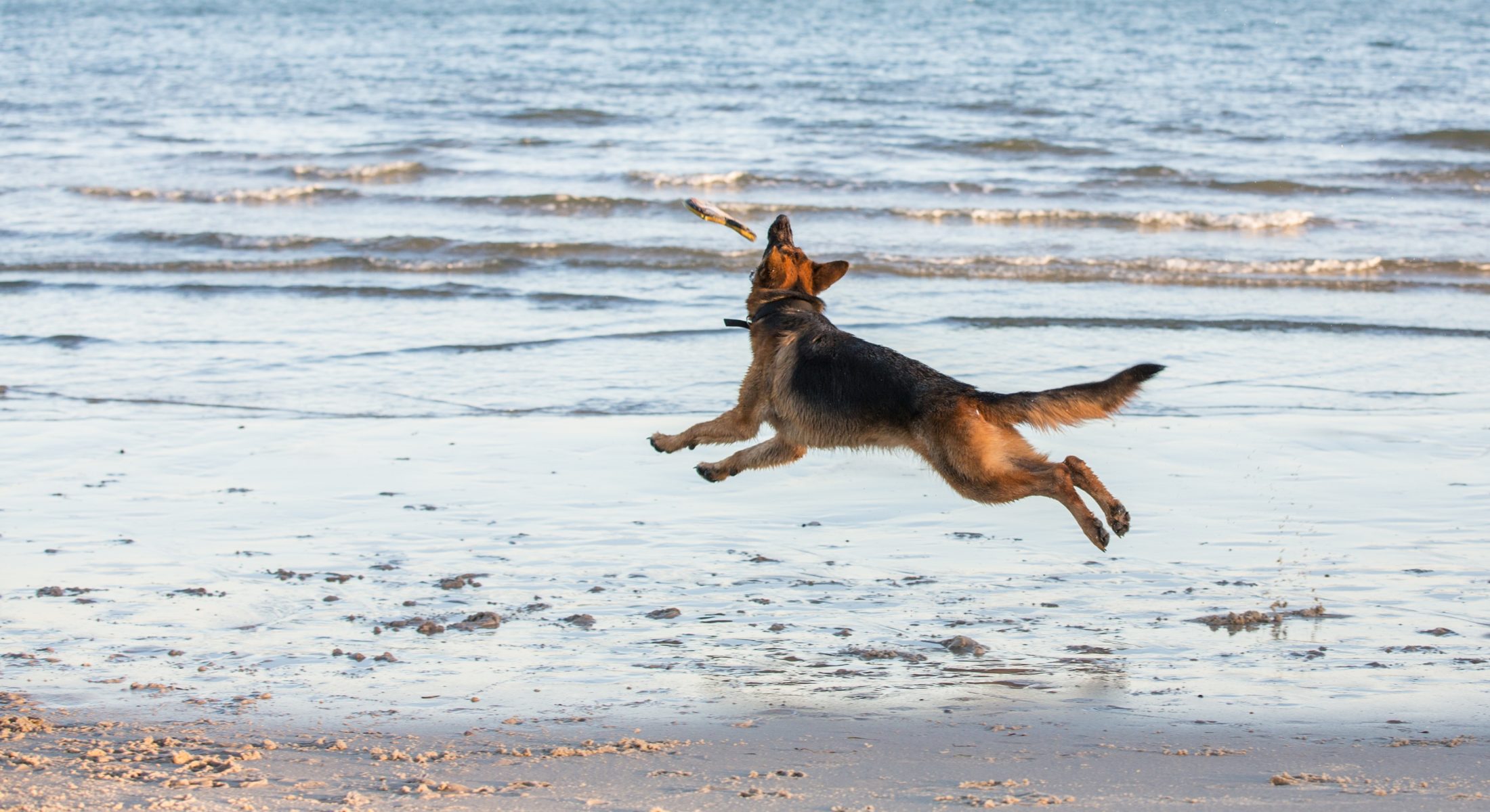 Red Beach Dog Friendly Bribie Dog Playing