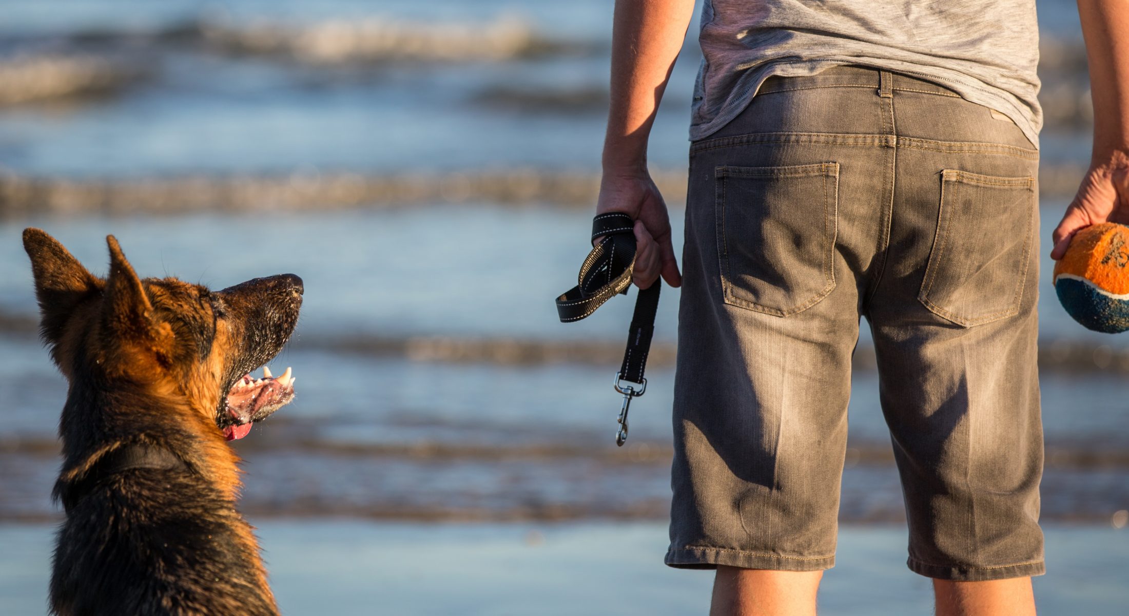 Red Beach Dog Friendly Bribie Dog Off Leash