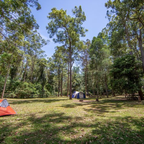Archer Campgrounds Moreton Bay Region Family Tent Site Grass Area