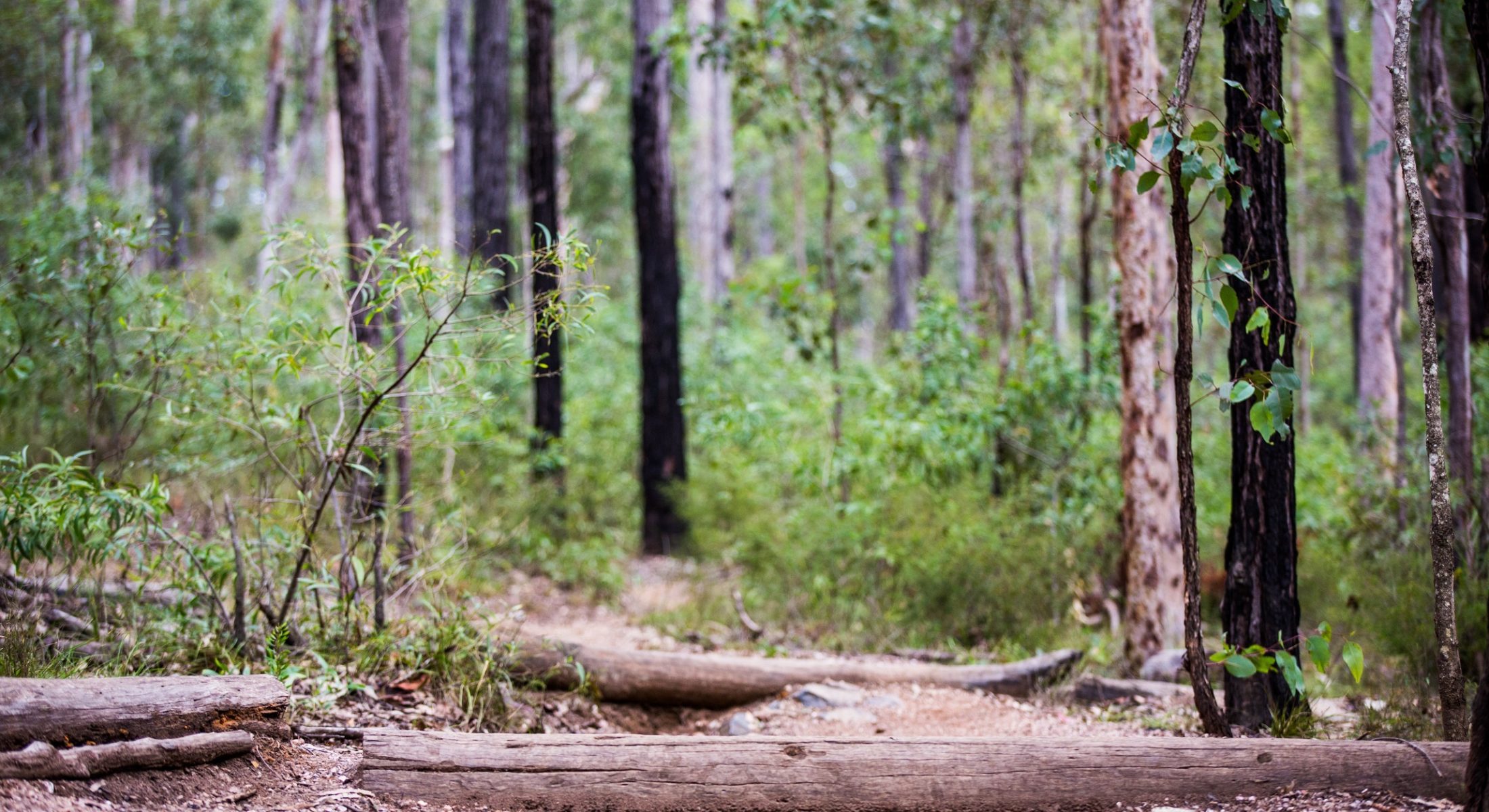 Bunyaville Forest Dirt Mountain Bike Track Brisbane Moreton Bay Region