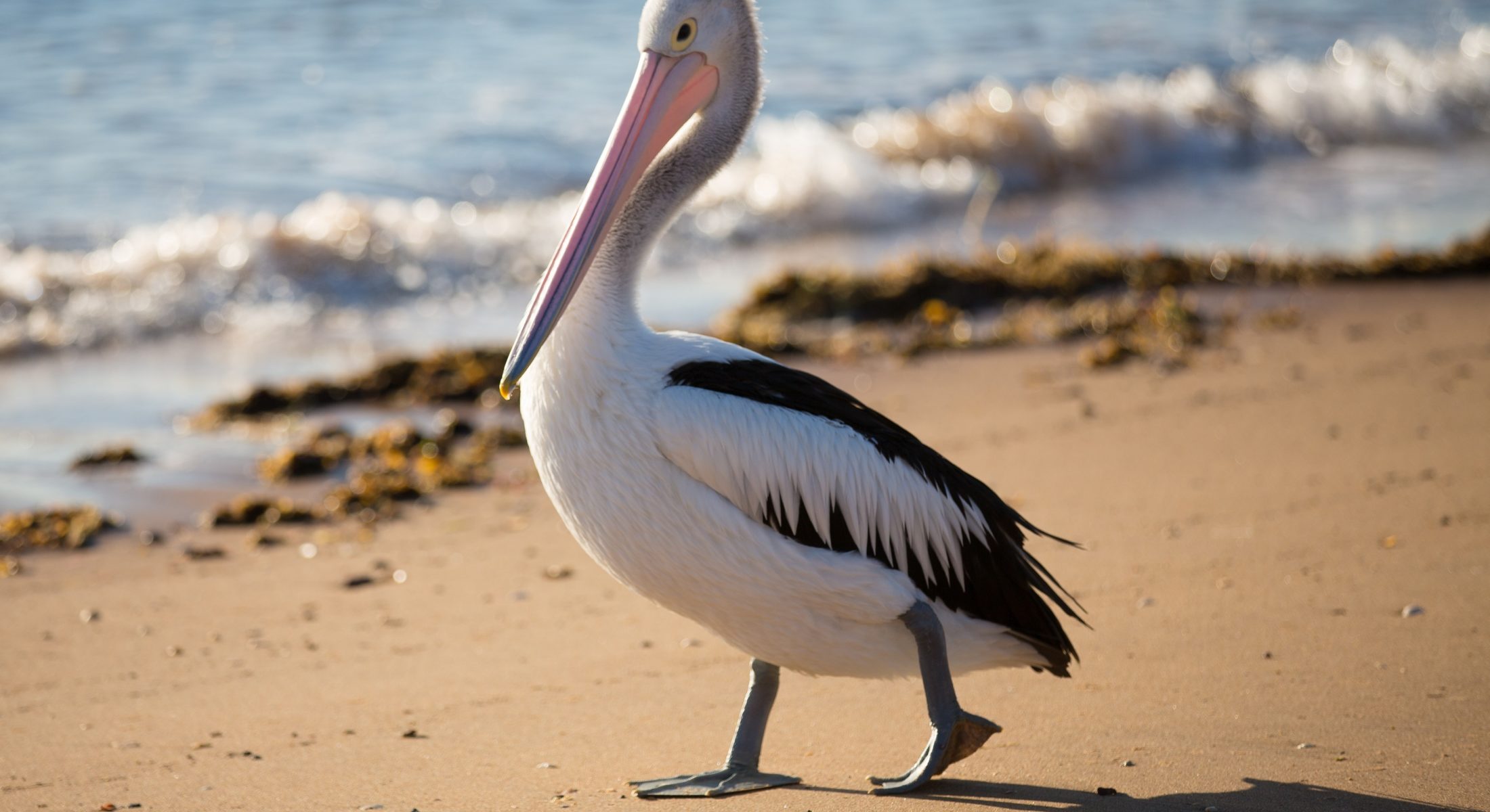 Morning At Redcliffe Beach Pelican Walking Moreton Bay Region