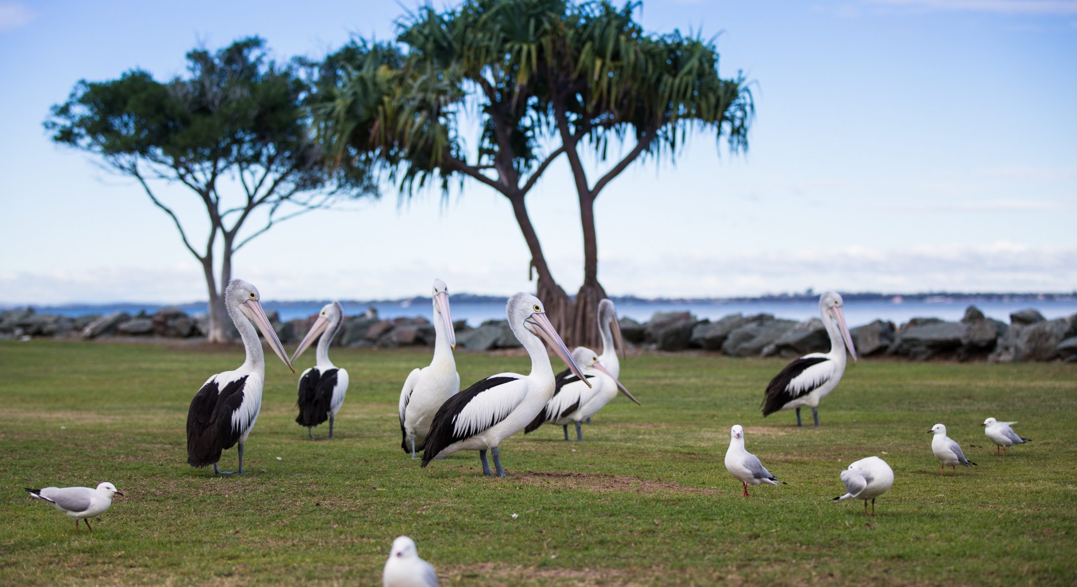 Pelicans At Redcliffe Clontarf Beach Moreton Bay Region