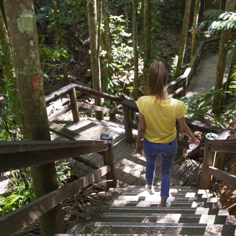 Greens falls staircase maiala mount glorious national park visit moreton bay region