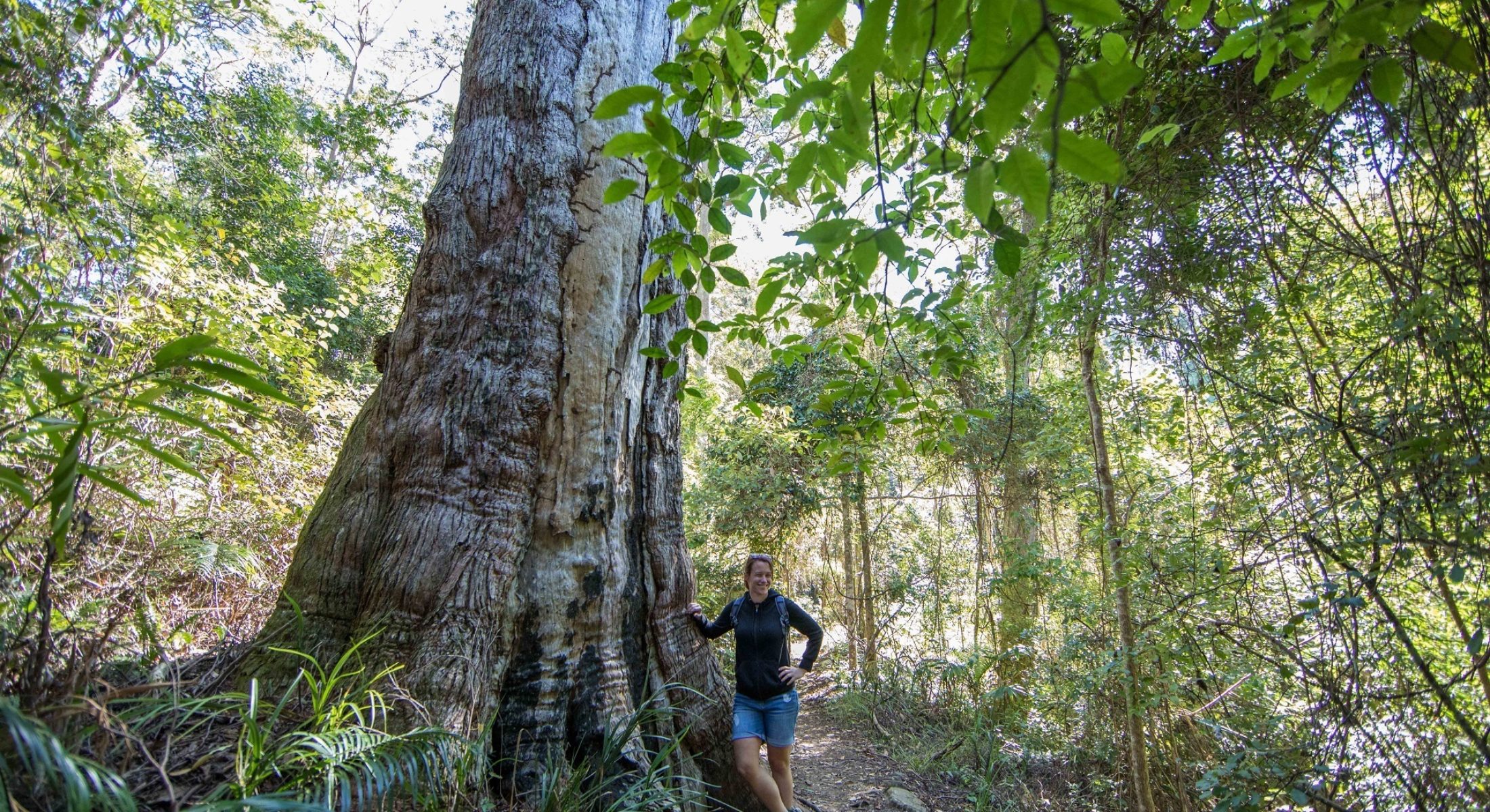 Thylogale Track Mt Nebo Hiking Track Large Trees Moreton Bay Region