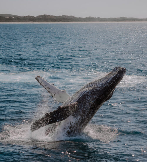 Moreton Bay Region Brisbane Whale Watching MUST CREDIT kyle hunter