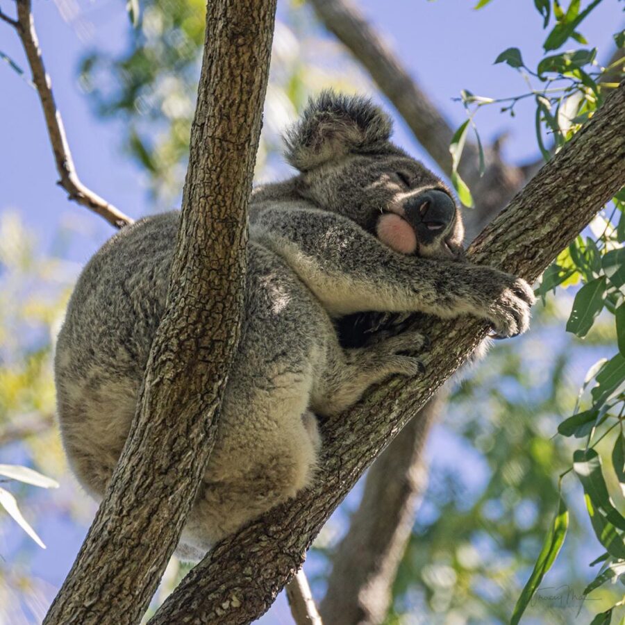 Koala Osprey House Environment Centre Animals near Brisbane Moreton Bay Region credit tracey mac photography