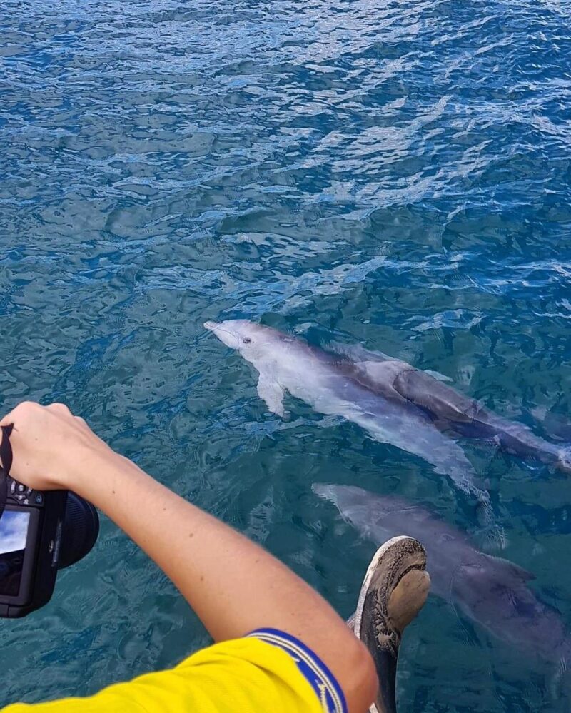 Dolphins onboard Dolphin Wild Animal adventures near Brisbane Moreton Bay Region close encounter credit laurenpeggy