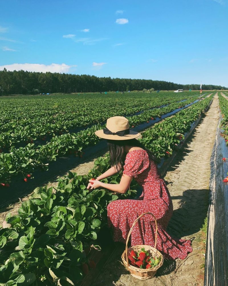 Strawberry Picking Rolin Farms moreton Bay Region must credit babedarling