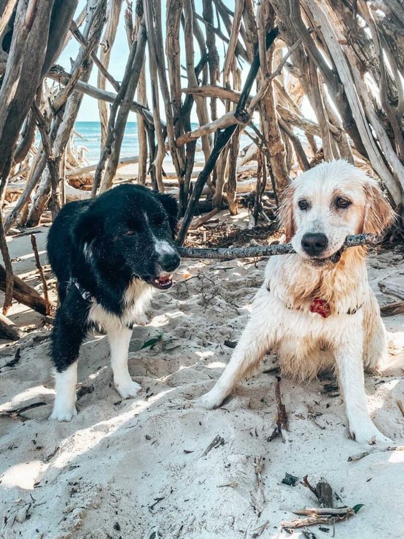 Woorim Beach Bribie Island Dog Beach near Brisbane Moreton Bay Region credit the legend of puppy korra
