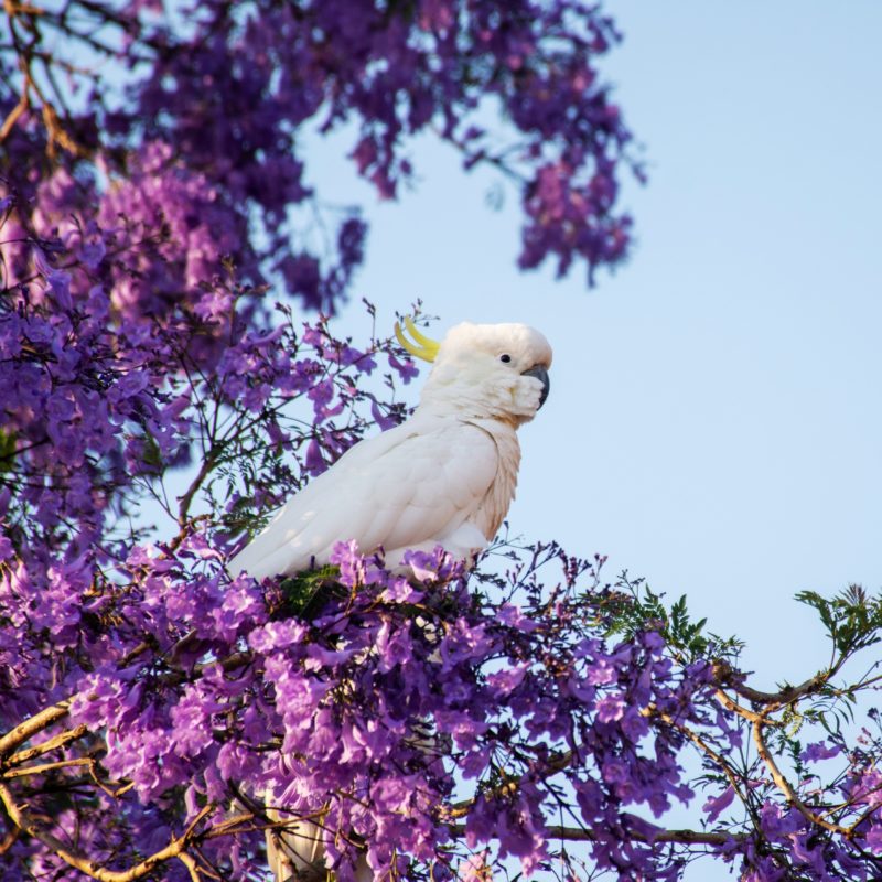 Cockatoo blooming jacaranda tree things to do around Brisbane Moreton Bay Region