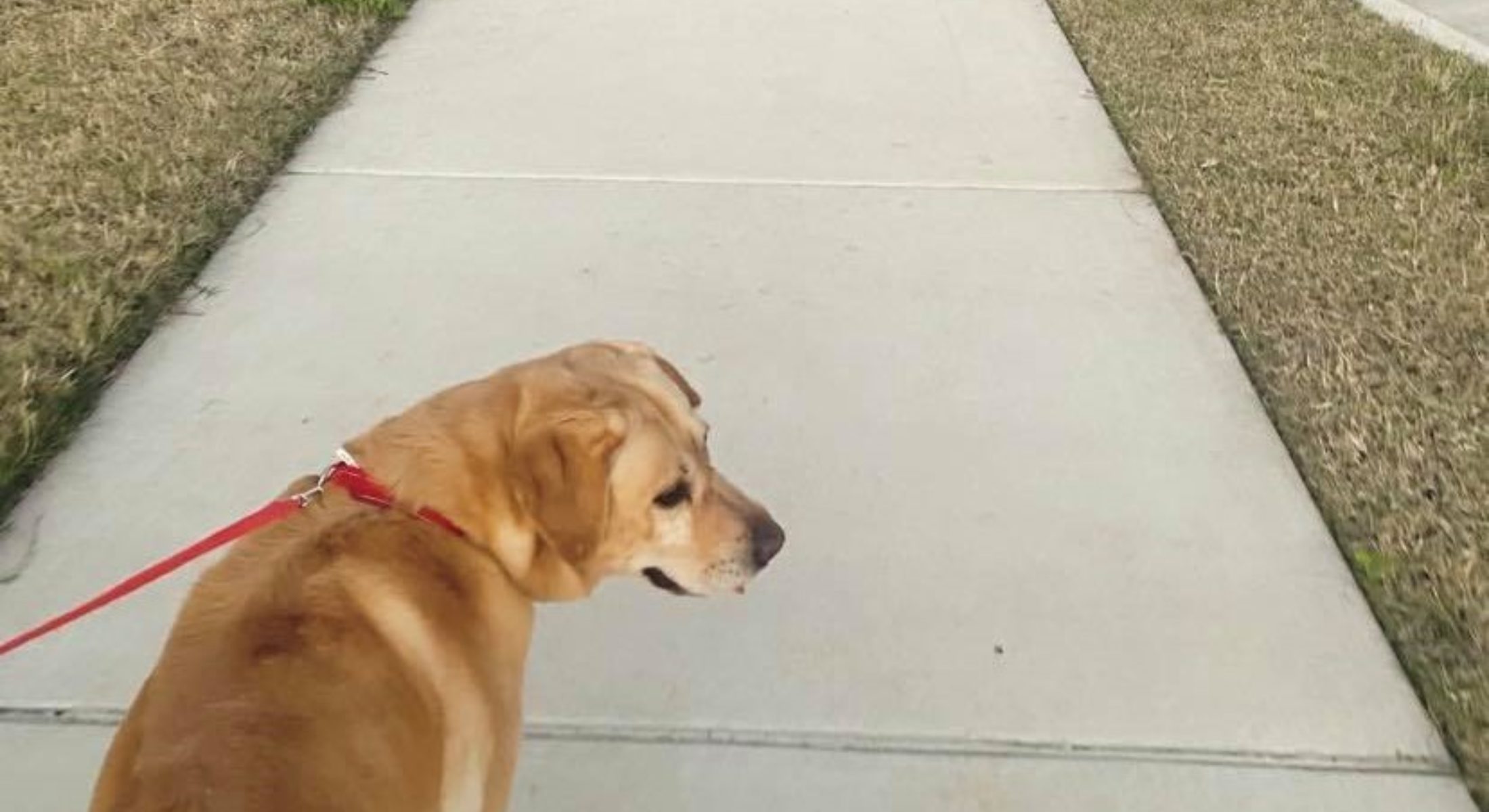 Dog walks parks Moreton Bay Region credit alexheeps