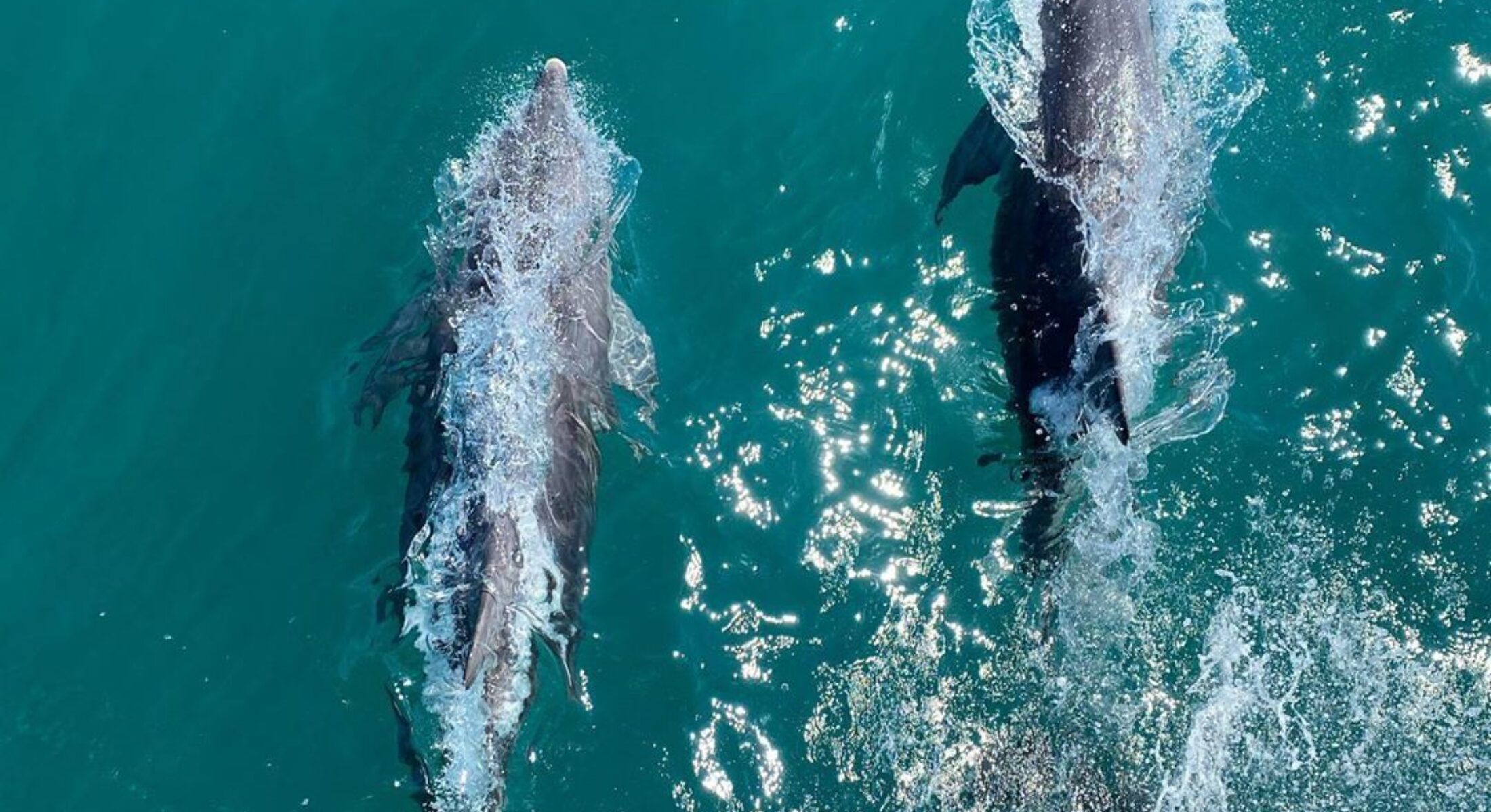Dolphins onboard Dolphin Wild Animal adventures near Brisbane Moreton Bay Region credit laurenpeggy