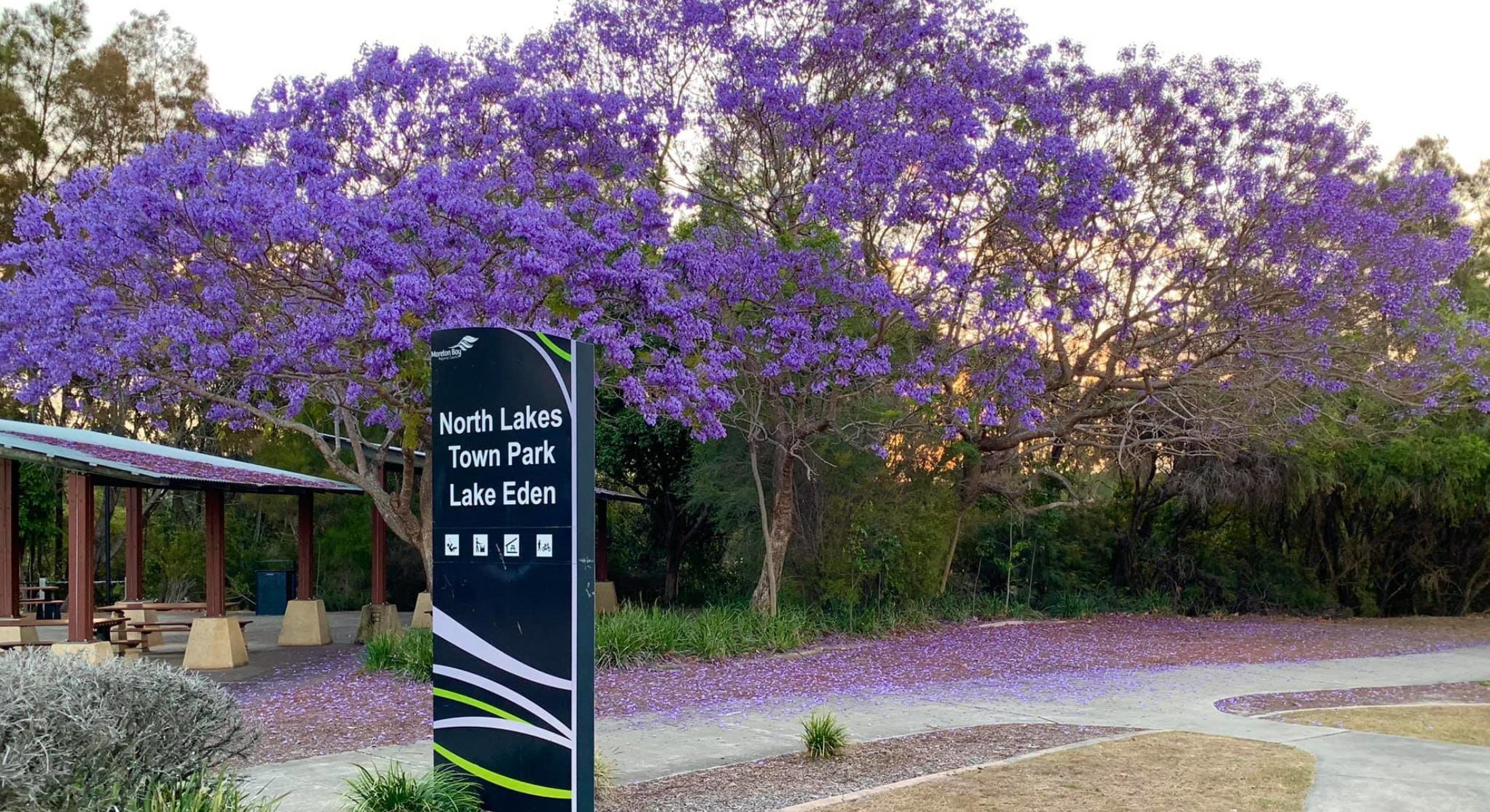 Jacaranda Tree Spring Centenary Lakes Caboolture Things to do around Brisbane Moreton Bay Region credit Lyn Fletcher