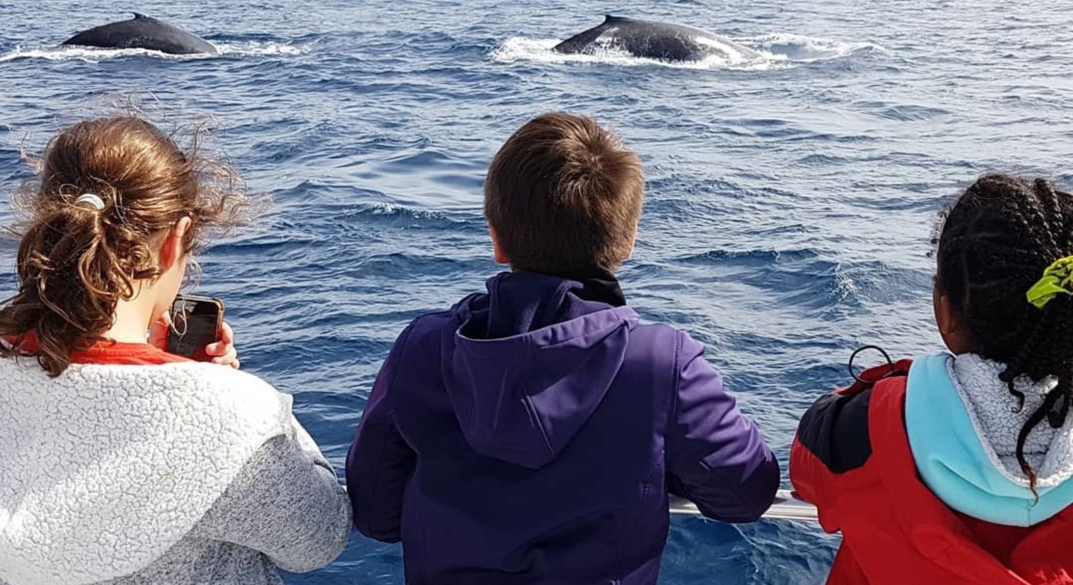 Whale Watching near Brisbane Moreton Bay Region credit lozzahh