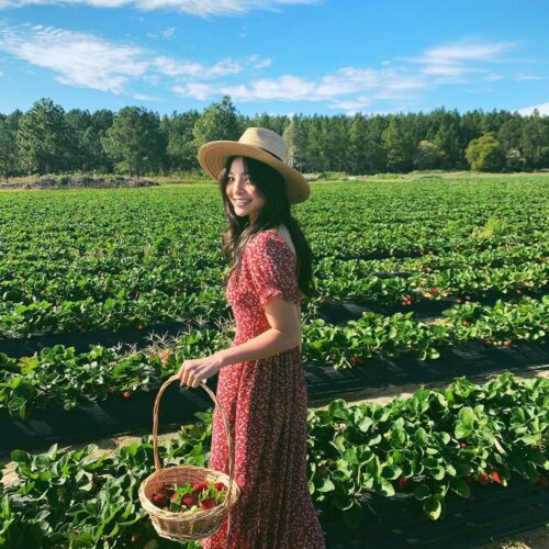 Strawberry Picking Rolin Farms Visit moreton Bay Region must credit babedarling