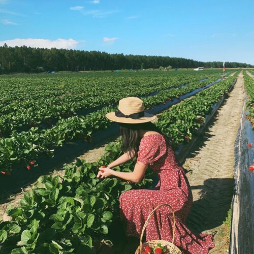 Strawberry Picking Rolin Farms moreton Bay Region must credit babedarling