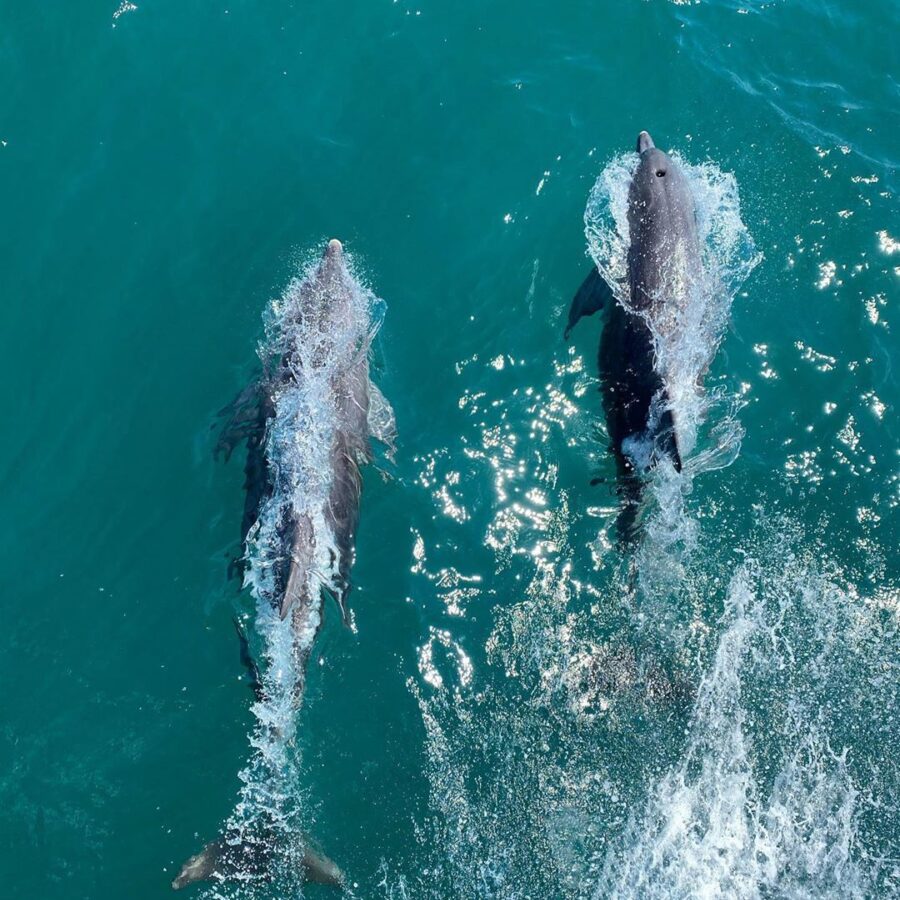 Dolphins onboard Dolphin Wild Animal adventures near Brisbane Moreton Bay Region credit laurenpeggy