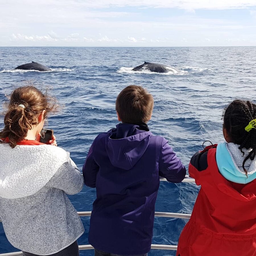 Whale Watching near Brisbane Moreton Bay Region credit lozzahh