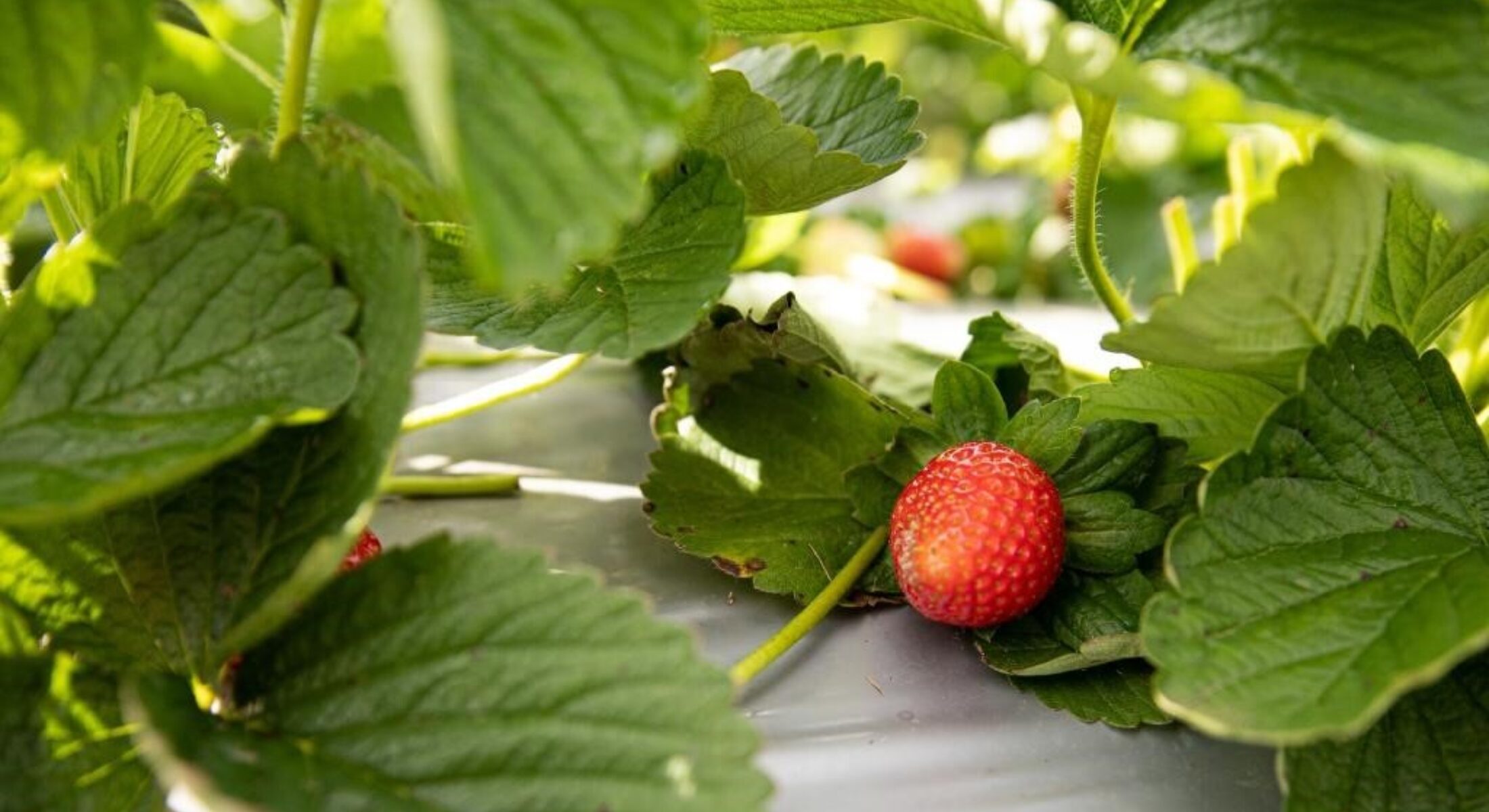Luv a berry wamuran strawberry