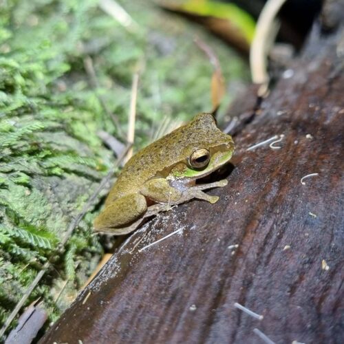 Frog Bellthrope Stays Moreton Bay Region