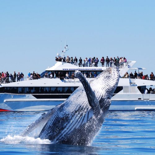 Brisbane Whale Watching Tours Moreton Bay Region