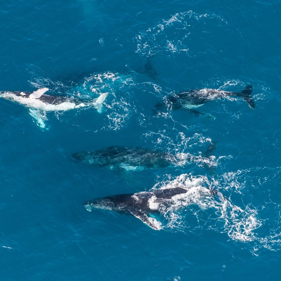Brisbane Whale Watching Pod Drone Encounter Moreton Bay Region Queensland