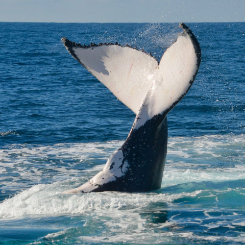 @loriwilliams63 Whale Watching 05 Tail Splash