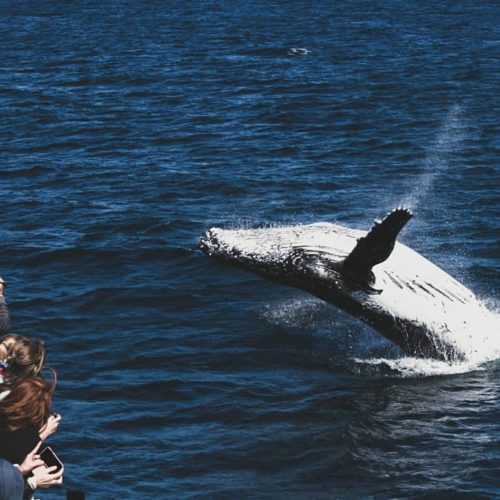 @tamikapetersenphotography Whale Watching 01 People Jumping