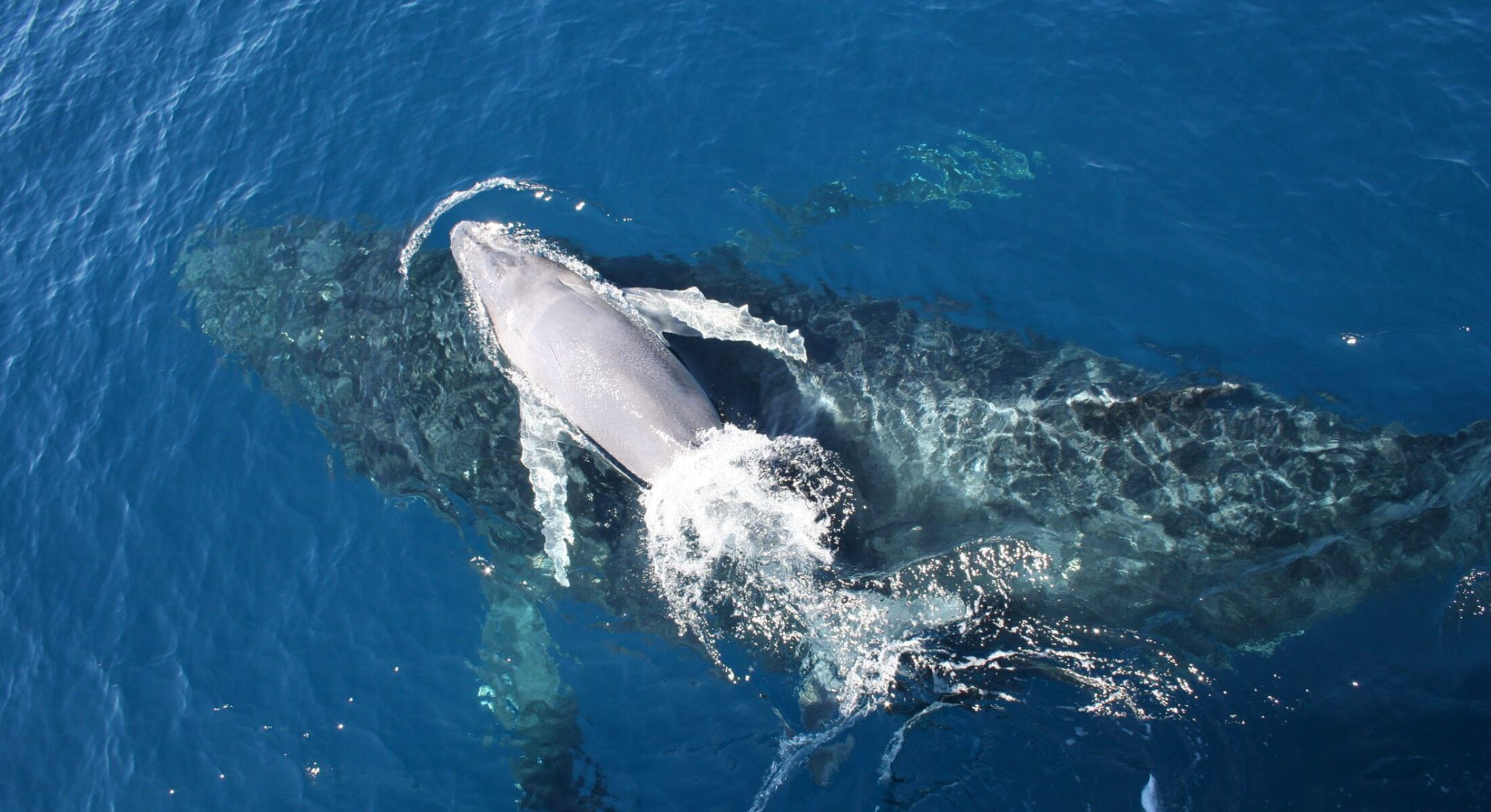 Brisbane Whale Watching Breach Photo Moreton Bay Region Humpback Whale calf sizes
