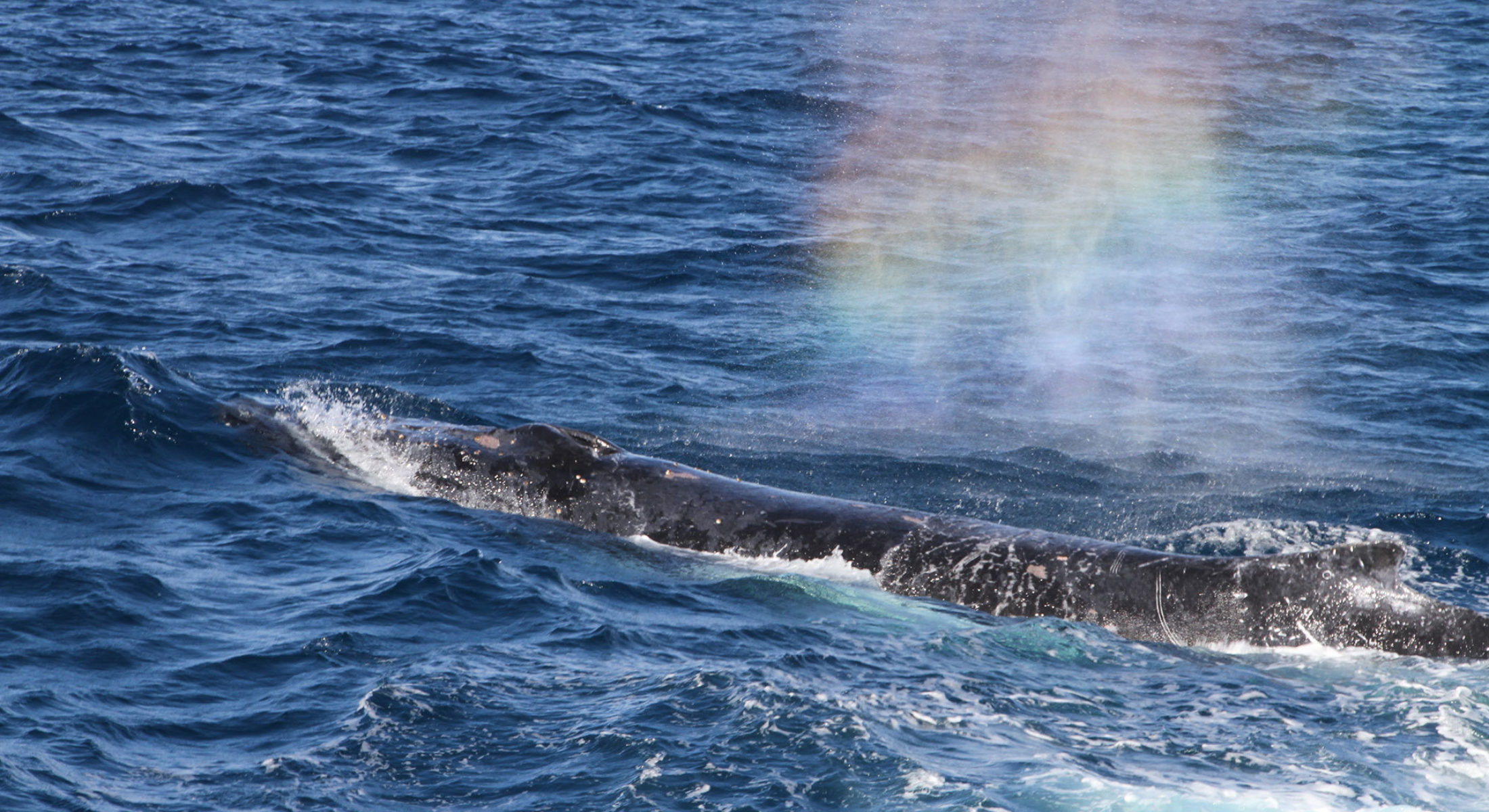 Brisbane Whale Watching Humpback Rainbow
