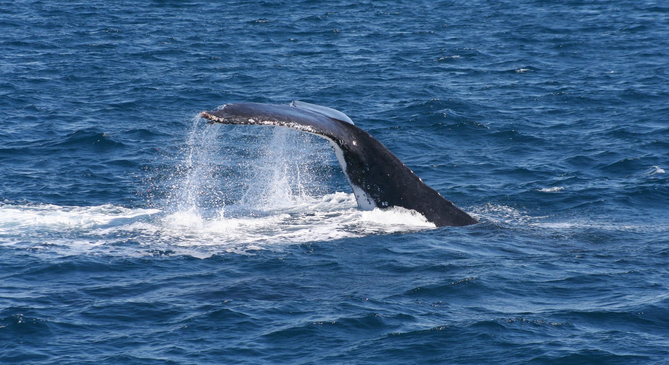 Brisbane Whale Watching Humpback Slapping Water Moreton Bay Region