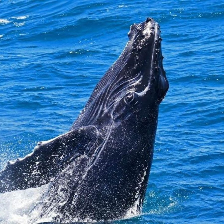 Billy Humpback Whale Image Credit Brisbane Whale Watching