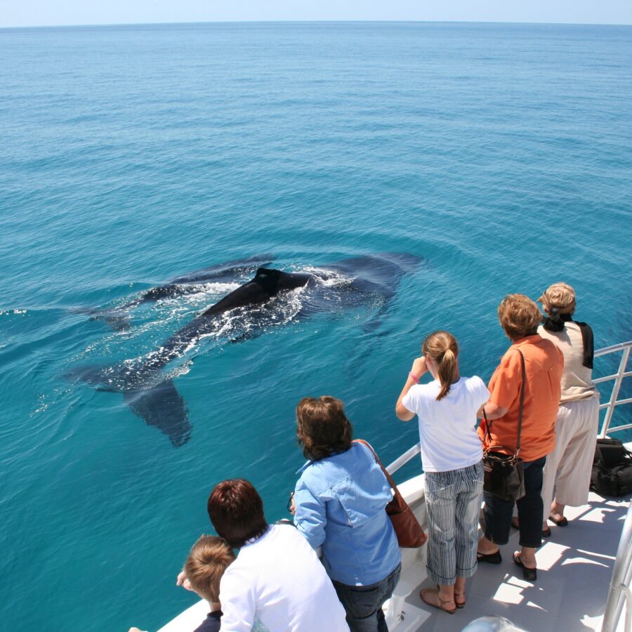 Brisbane Whale Watching Close Humpback Whale Encounters Moreton Bay