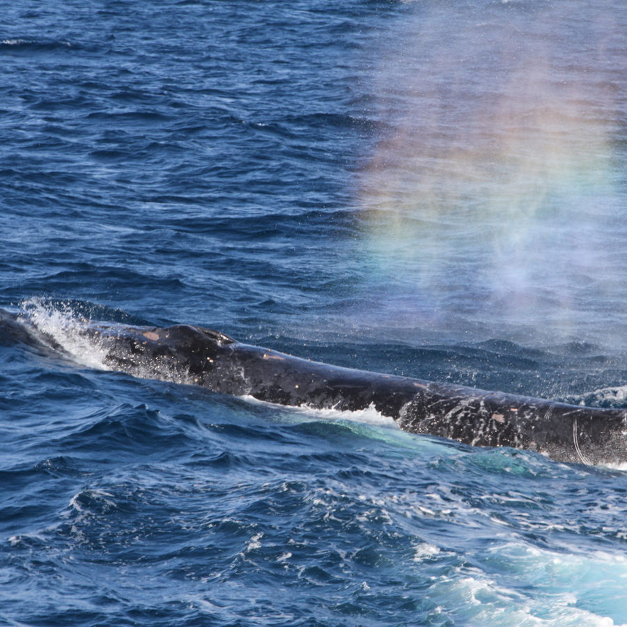 Brisbane Whale Watching Humpback Rainbow